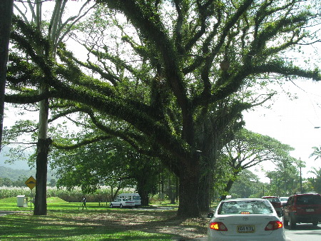 north_queensland24.jpg