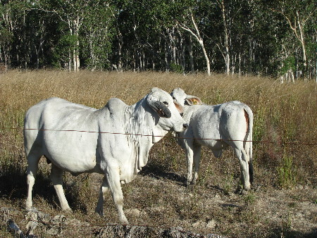 north_queensland51.jpg