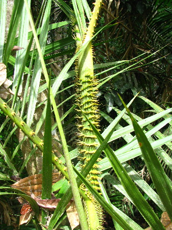 north_queensland56.jpg