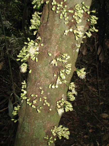 north_queensland58.jpg