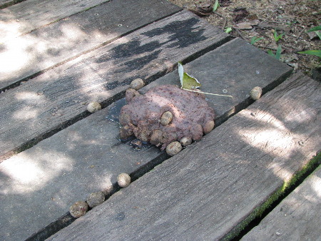 north_queensland81.jpg