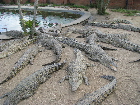 north_queensland82.jpg